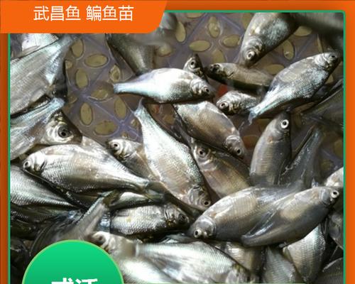 淡水鱼苗1元一条贵吗？