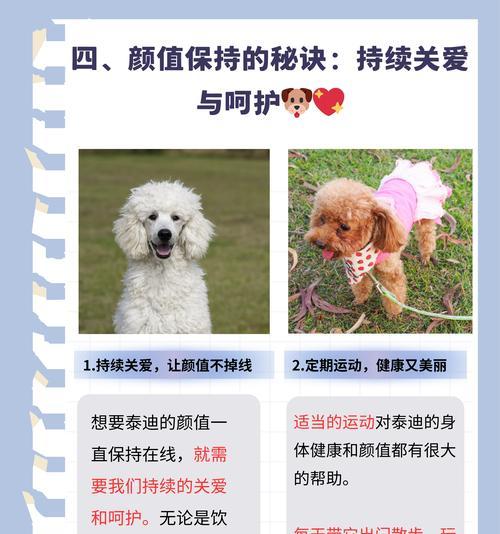 给泰迪洗澡的费用是多少？泰迪洗澡的正确频率和注意事项是什么？