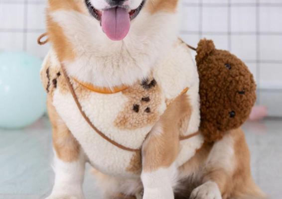 法斗柴犬体重身高标准是多少？如何判断法斗柴犬是否健康？