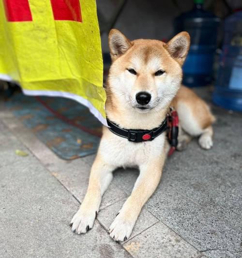 柴犬尾巴塑形的费用大约是多少？