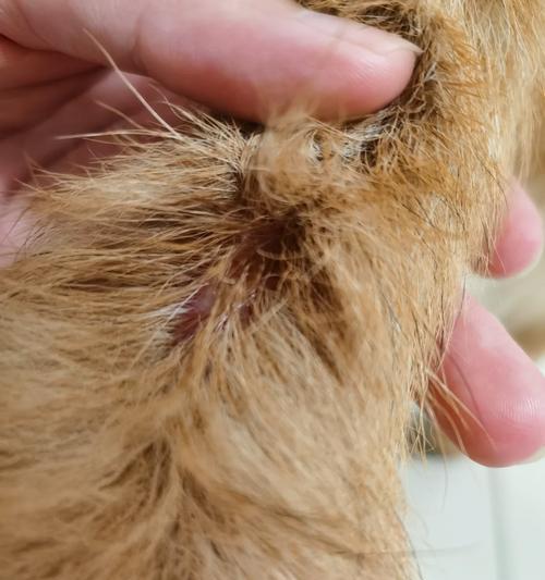 柴犬尾巴塑形的费用大约是多少？