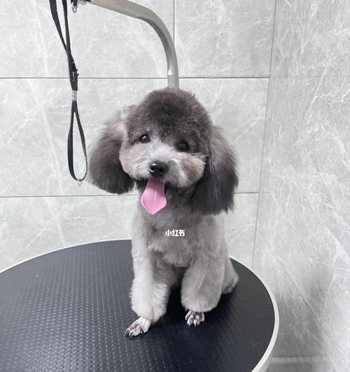 尖嘴泰迪的售价一般是多少？