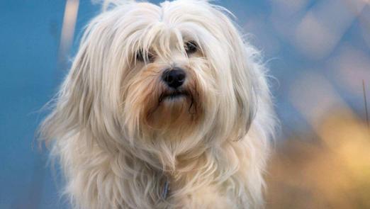 最聪明不乱叫的小型犬有哪些？怎样训练它们不乱叫？