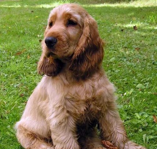 最聪明不乱叫的小型犬有哪些？怎样训练它们不乱叫？