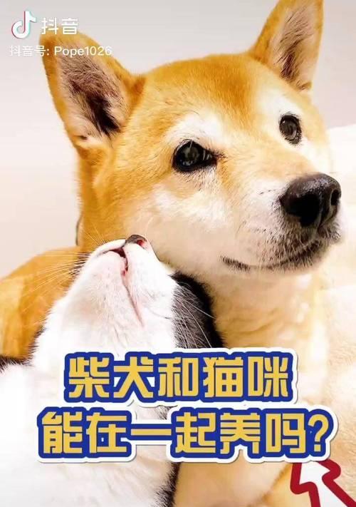 日本柴犬在中国养需要多少钱？中国猫能养吗？