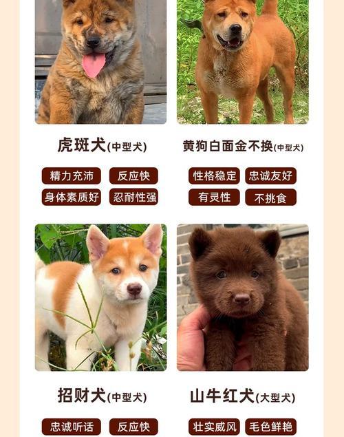日本柴犬在中国养需要多少钱？中国猫能养吗？
