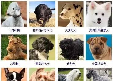 哪些小型犬会长大？它们的生长特点是什么？