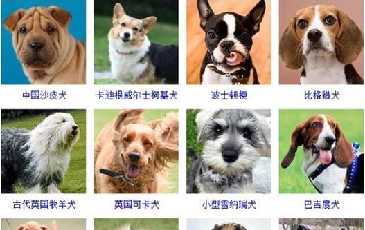 小型犬的健康饲养有哪些要点？如何制定饲养计划？