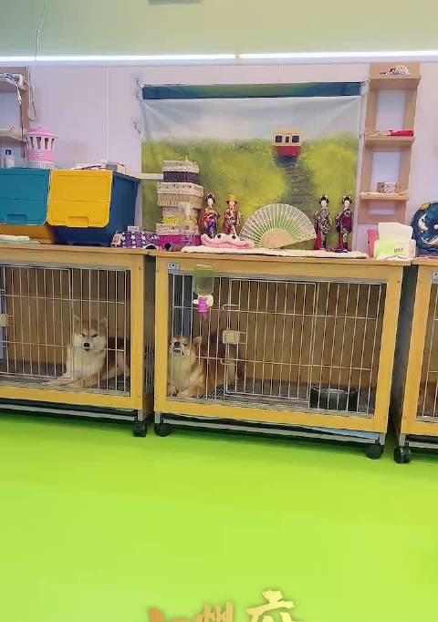 福州三只小柴犬的价格是多少？