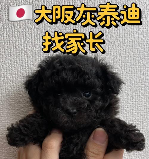 泰迪仔子的市场价格是多少？购买时应该注意什么？