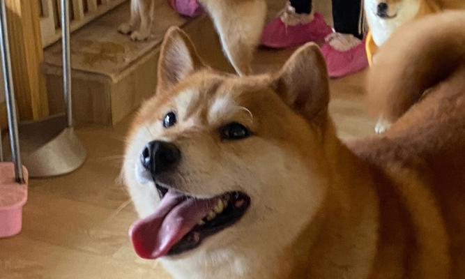 柴犬的最大体重是多少斤？如何科学喂养柴犬？