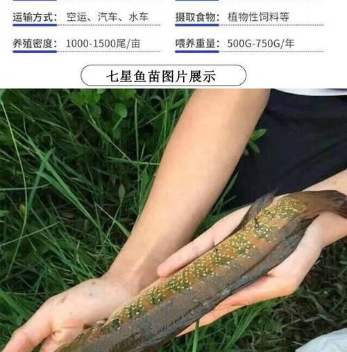 卖假鱼苗骗人会受到什么惩罚？卖假鱼苗属于什么罪行？