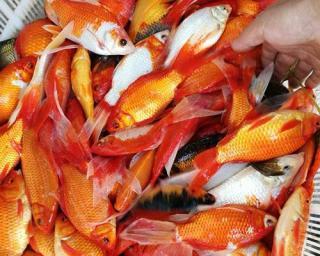 同城买鱼苗应该选择哪个平台？平台选择标准是什么？