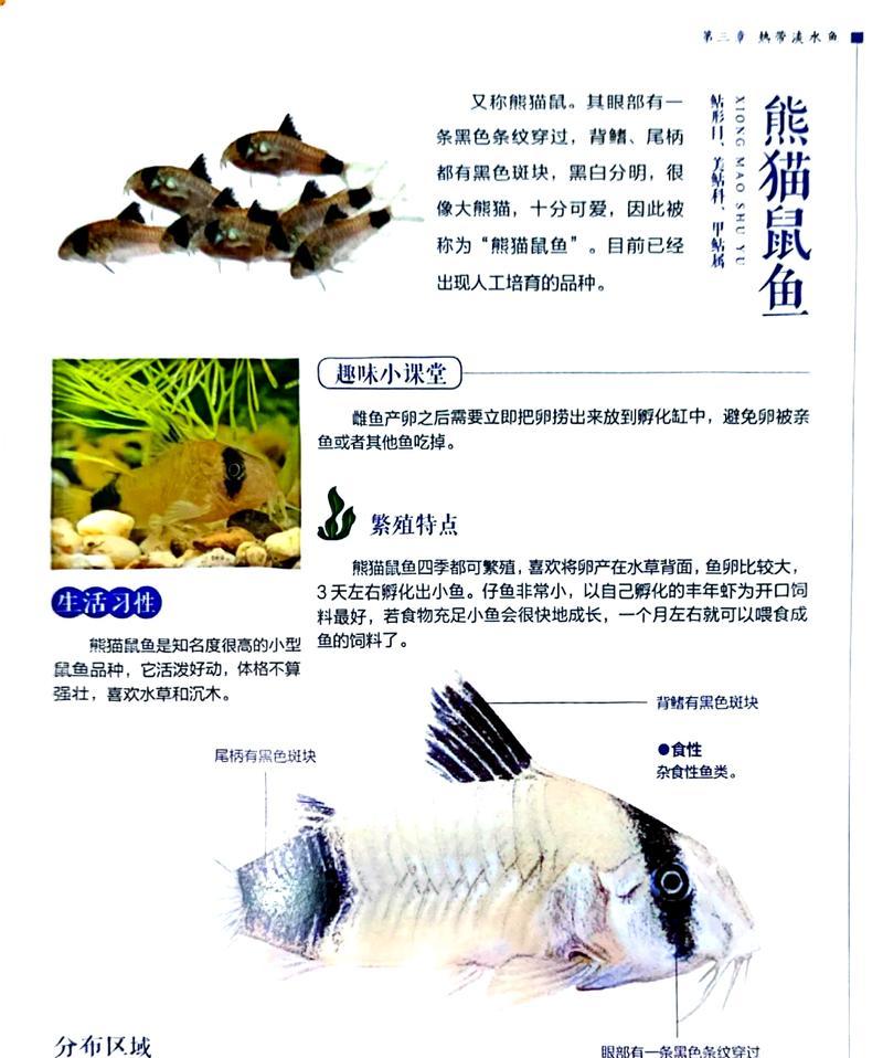 鼠鱼鱼苗应该喂什么食物既好吃又有营养？如何正确喂养鼠鱼鱼苗？