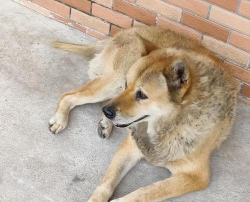 哪些土狗品种属于小型犬？它们的特点是什么？