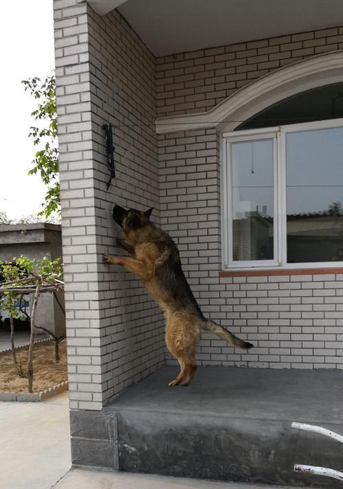 沈阳有哪些大型犬养狗基地？