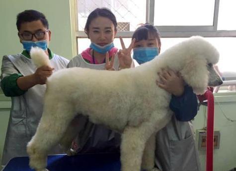 沈阳有哪些大型犬养狗基地？