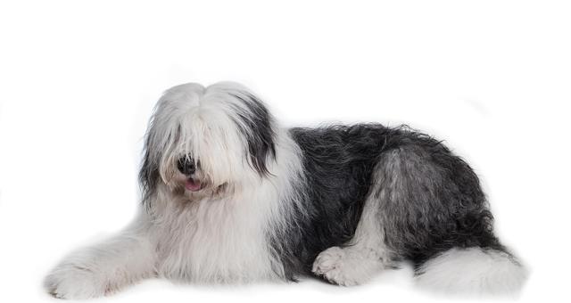 灰色家养小型犬品种有哪些？这些犬种的饲养特点是什么？