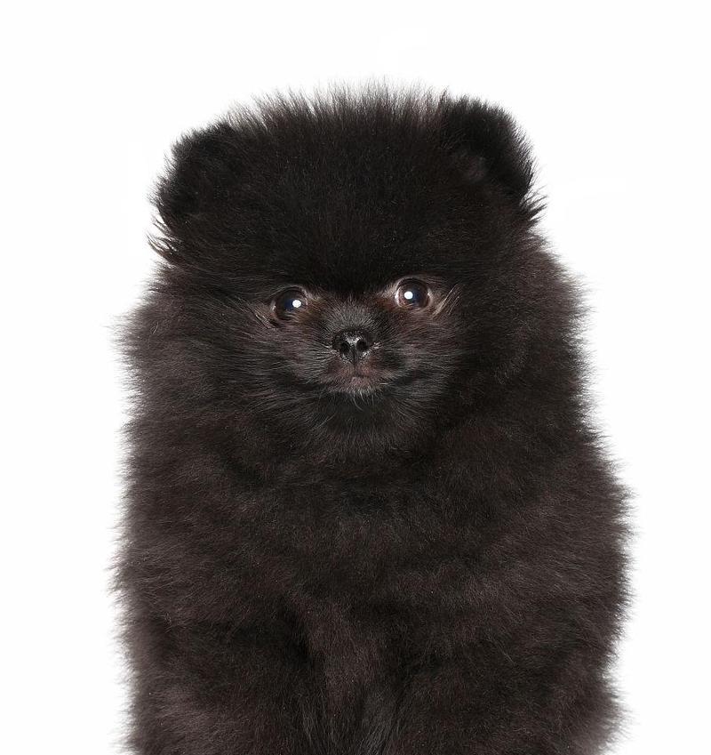 灰色家养小型犬品种有哪些？这些犬种的饲养特点是什么？
