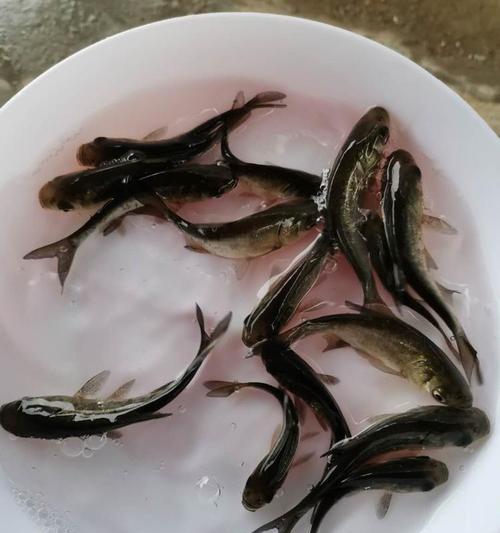 鲢鱼苗为何会躺在水底？如何预防鲢鱼苗的死亡？