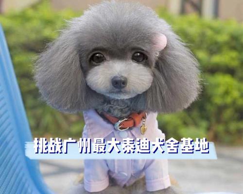 饶平有卖泰迪吗？泰迪的价格是多少？