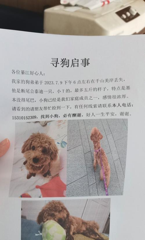 泰迪犬一个月大时断尾的费用是多少？断尾的必要性如何？