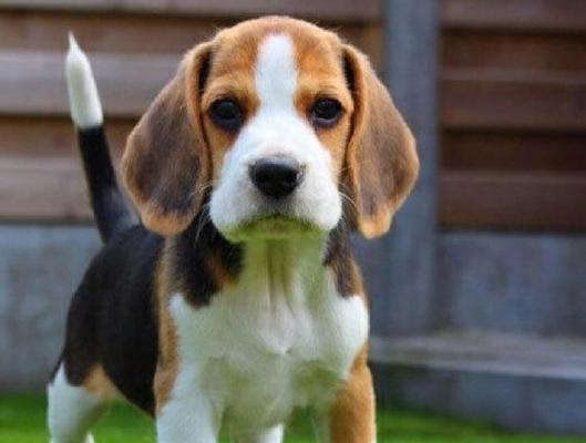 短毛大型犬日本品种有哪些？它们的性格特点如何？