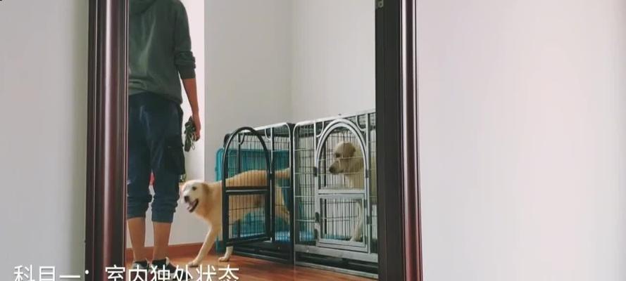 田园柴犬训犬师收费多少？
