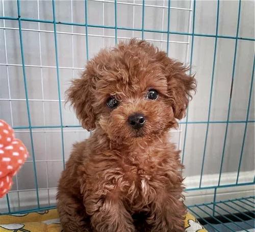 昆明出售灰泰迪幼犬的价格是多少？购买时应该注意什么？