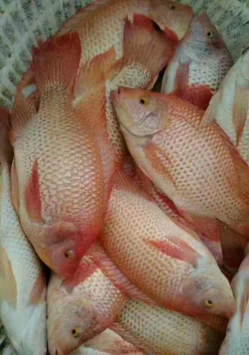 沈阳哪里可以买到优质鱼苗？推荐的地点有哪些？