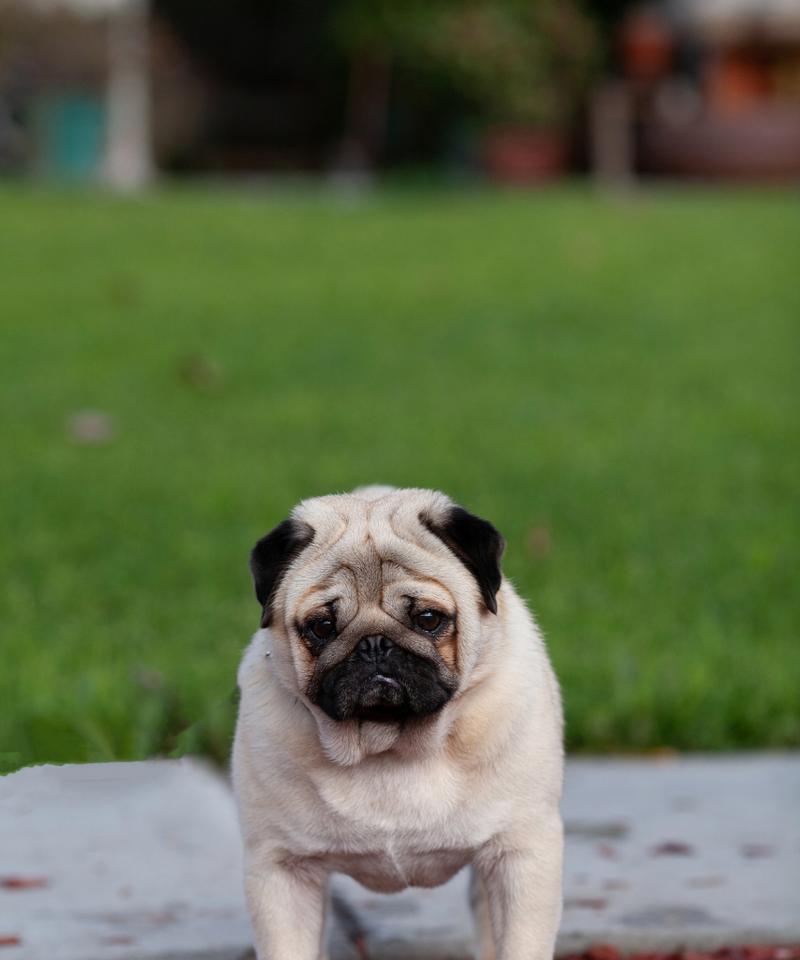 哪些小型犬不易走丢？如何训练它们不走失？