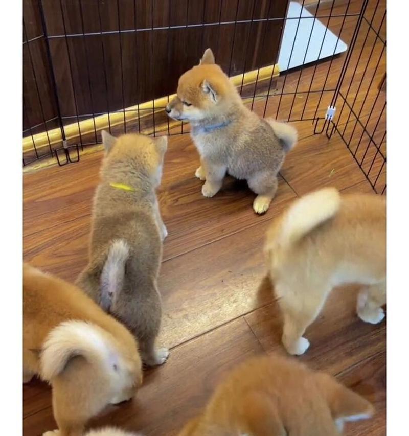 一只漂亮的柴犬价格是多少？