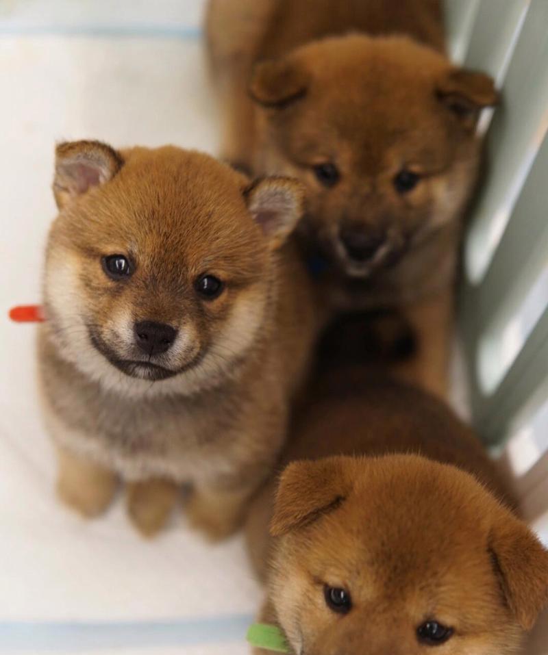 一只漂亮的柴犬价格是多少？