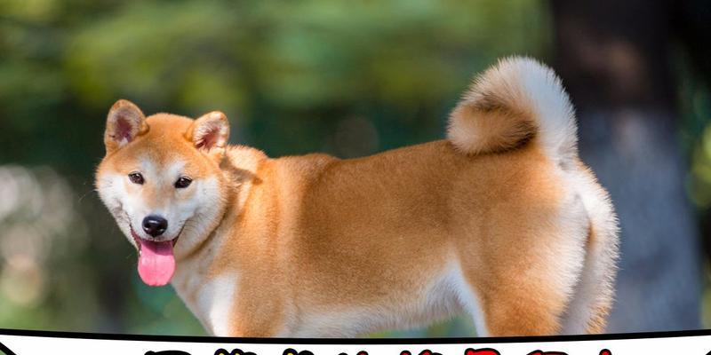一只漂亮的柴犬价格是多少？