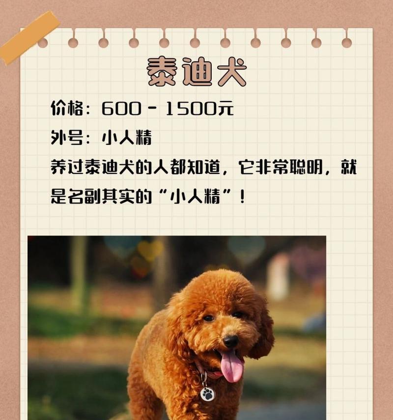 抚顺地区泰迪狗狗售价是多少？
