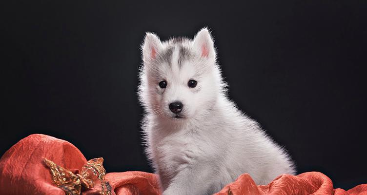 叙利亚哈士奇的生存现状如何？