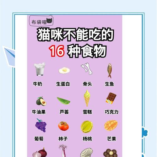 小猫咪无猫粮时的替代食物有哪些？