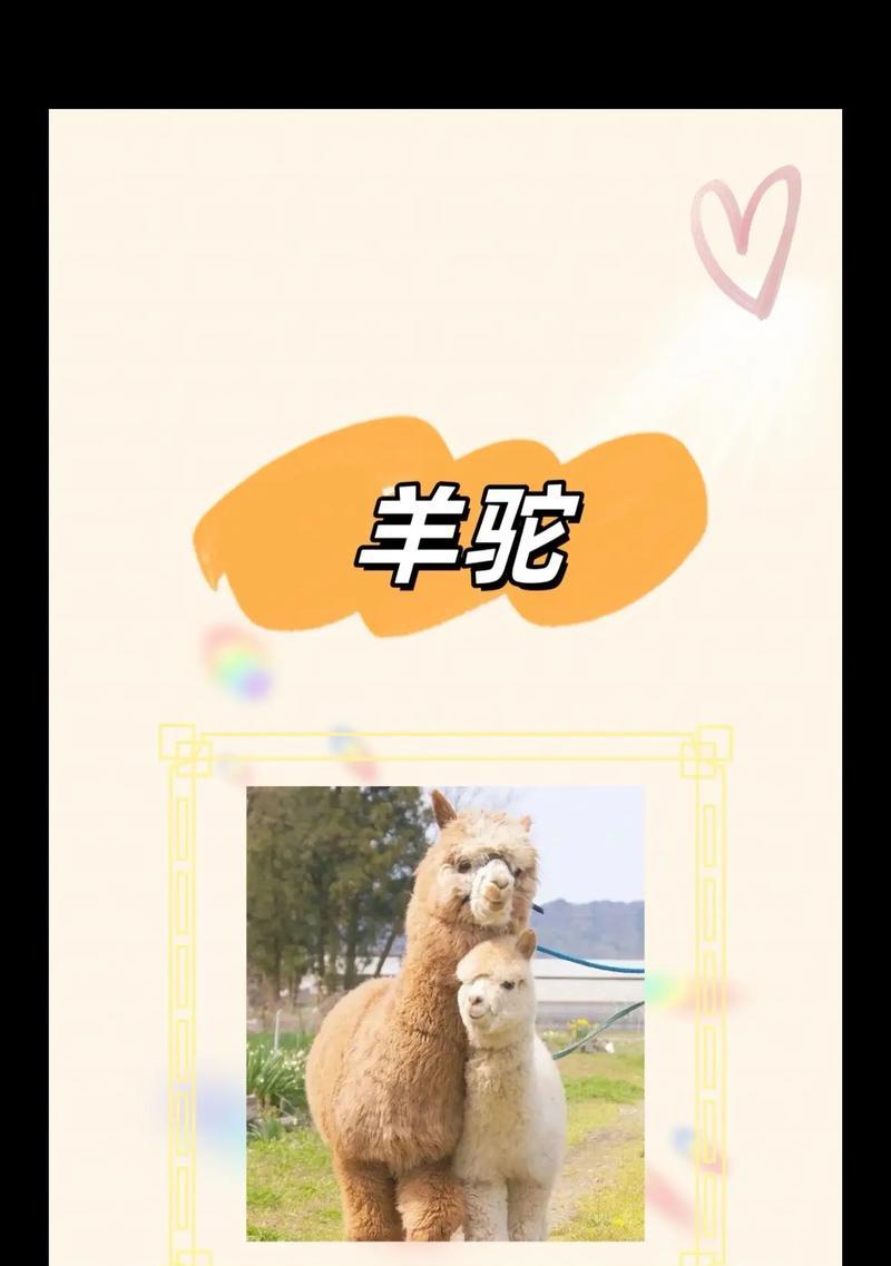 羊驼生崽象征着什么？羊驼繁殖有哪些注意事项？