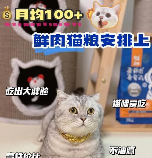 美短有什么猫粮好吃又便宜？如何平衡营养与价格？