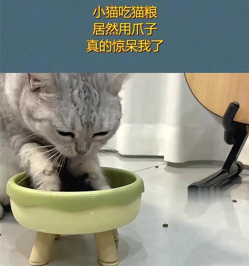 猫粮在碗中晃动发出的声音有何特点？
