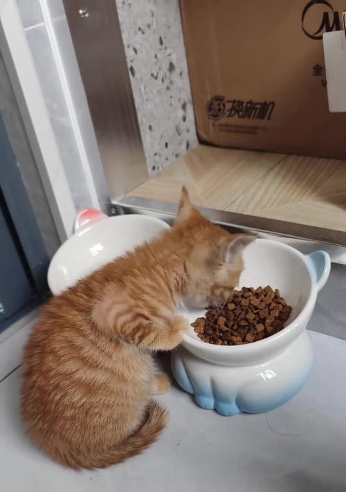 猫粮在碗中晃动发出的声音有何特点？
