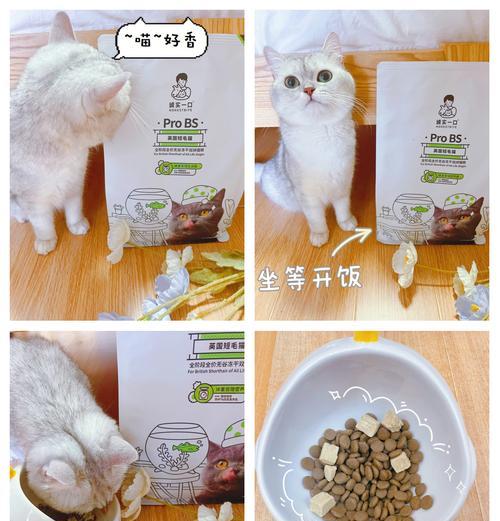 英短不爱掉毛猫咪推荐什么猫粮？有哪些猫粮适合不爱掉毛的英短？