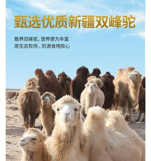 什么羊驼奶好喝又营养？羊驼奶的营养价值有哪些？