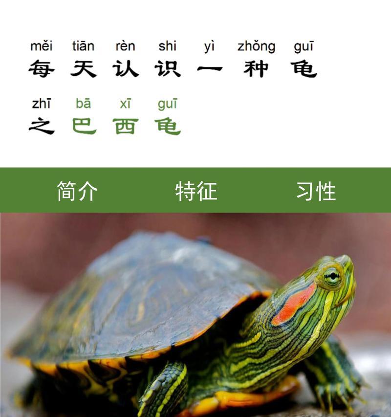 巴西龟张嘴呼吸并吐水是何原因？
