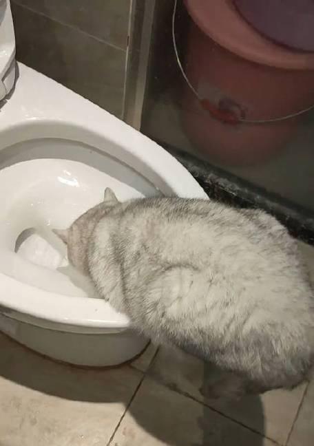 猫粮倒入马桶会堵塞吗？