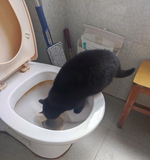 猫粮倒入马桶会堵塞吗？