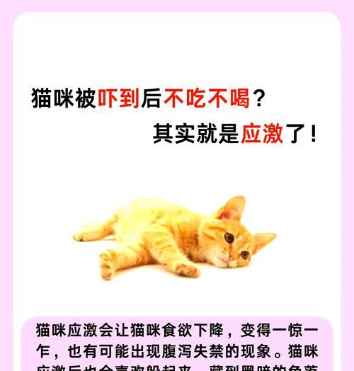 猫粮吓到猫的原因是什么？