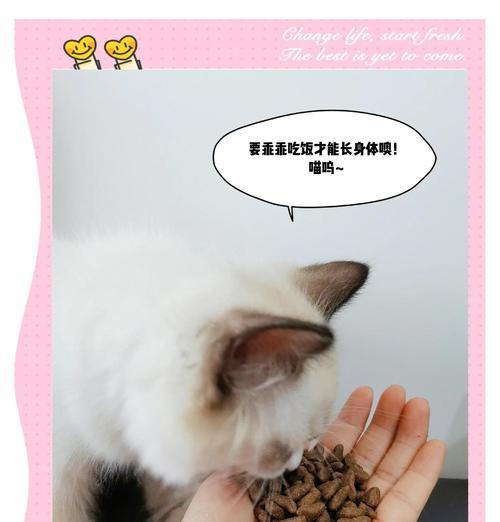长期放置猫粮如何保持新鲜？如何避免浪费？