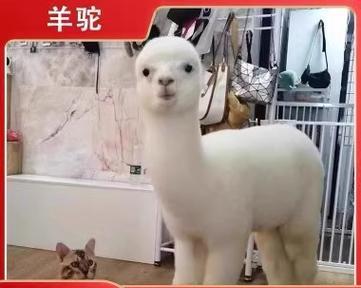 家具店卖的羊驼是干什么用的？羊驼在家具店的作用是什么？