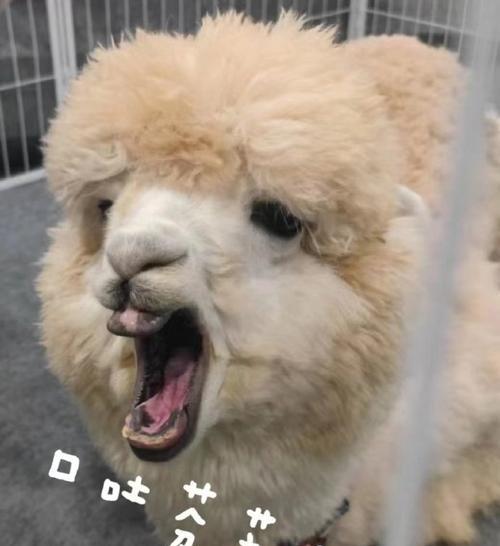 羊驼为何被戏称为草泥马？这背后有什么故事吗？